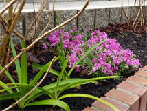 ���{�s�̉�